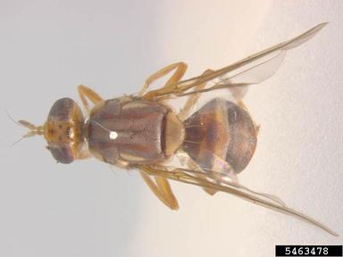 Queensland fruit fly, Bactrocera tryoni  (Diptera: Tephritidae) - 5463478