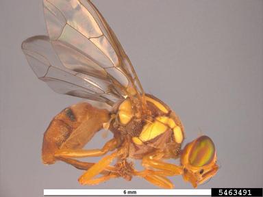 Jarvis' Fruit Fly, Bactrocera jarvisi  (Diptera: Tephritidae) - 5463491