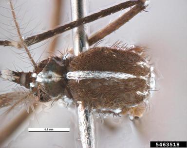 Asian tiger mosquito, Aedes albopictus  (Diptera: Culicidae) - 5463518
