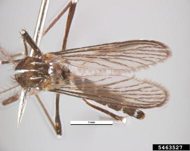 Asian tiger mosquito, Aedes albopictus  (Diptera: Culicidae) - 5463527