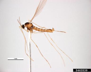 Hessian fly, Mayetiola destructor  (Diptera: Cecidomyiidae) - 5463539