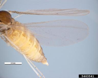 Hessian fly, Mayetiola destructor  (Diptera: Cecidomyiidae) - 5463541