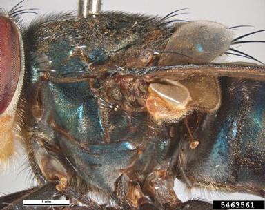 steelblue blowfly, Chrysomya saffranea  (Diptera: Calliphoridae) - 5463561