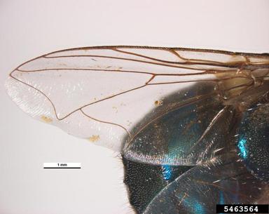 steelblue blowfly, Chrysomya saffranea  (Diptera: Calliphoridae) - 5463564