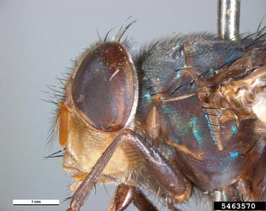 blow fly, Chrysomya megacephala  (Diptera: Calliphoridae) - 5463570