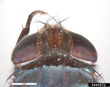 blow fly, Chrysomya megacephala  (Diptera: Calliphoridae) - 5463572