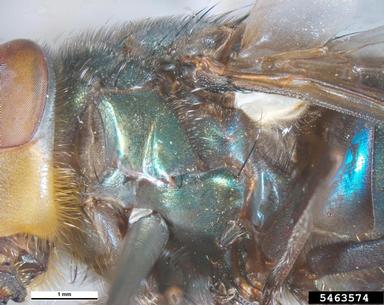 blow fly, Chrysomya megacephala  (Diptera: Calliphoridae) - 5463574