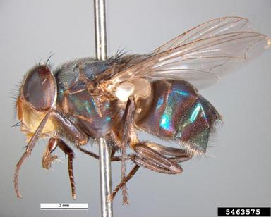 blow fly, Chrysomya megacephala  (Diptera: Calliphoridae) - 5463575
