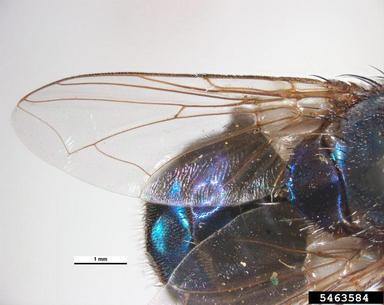 old wolrd screw worm fly, Chrysomya bezziana  (Diptera: Calliphoridae) - 5463584