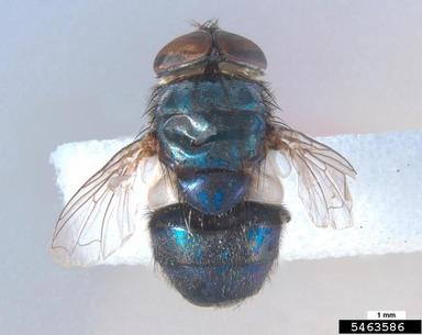 old wolrd screw worm fly, Chrysomya bezziana  (Diptera: Calliphoridae) - 5463586