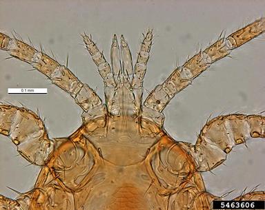 asian bee mite, Tropilaelaps koenigerum  (Acari: Laelapidae) - 5463606