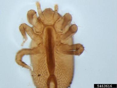 asian bee mite, Tropilaelaps mercedesae  (Acari: Laelapidae) - 5463616