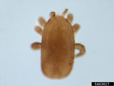 asian bee mite, Tropilaelaps mercedesae  (Acari: Laelapidae) - 5463617