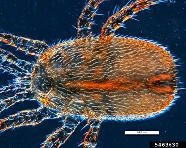 asian bee mite, Tropilaelaps mercedesae  (Acari: Laelapidae) - 5463630