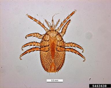 asian bee mite, Tropilaelaps mercedesae  (Acari: Laelapidae) - 5463638