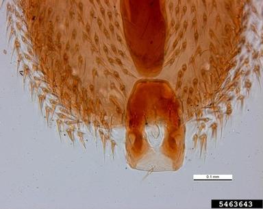 asian bee mite, Tropilaelaps mercedesae  (Acari: Laelapidae) - 5463643