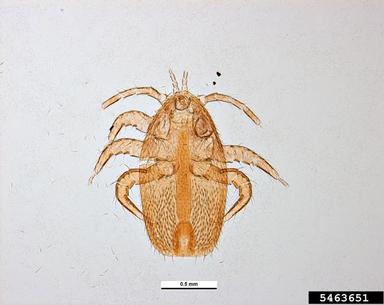asian bee mite, Tropilaelaps mercedesae  (Acari: Laelapidae) - 5463651