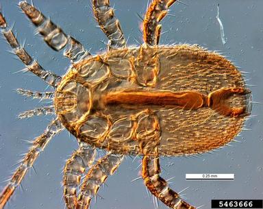 asian bee mite, Tropilaelaps thaii  (Acari: Laelapidae) - 5463666