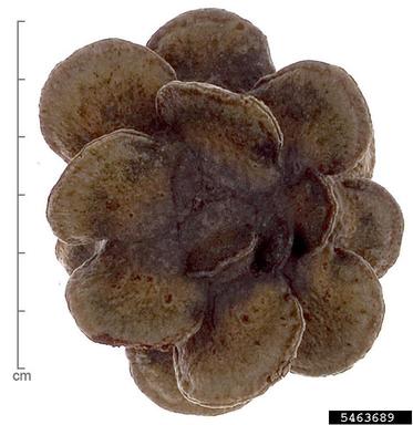 rose banksia , Banksia laricina  (Proteales: Proteaceae) - 5463689