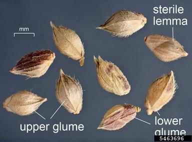 junglerice, Echinochloa colona  (Cyperales: Poaceae) - 5463696