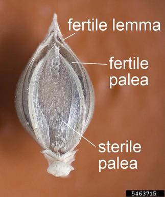 barnyardgrass, Echinochloa crus-galli  (Cyperales: Poaceae) - 5463715