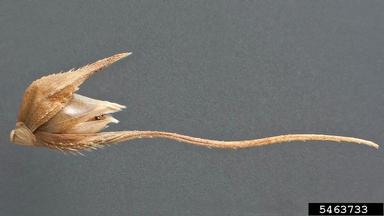 early watergrass, Echinochloa oryzoides  (Cyperales: Poaceae) - 5463733