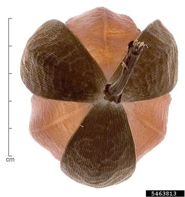 , Cochlospermum orinocense  (Violales: Bixaceae) - 5463813