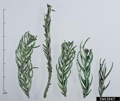 Japanese cedar, Cryptomeria japonica  (Pinales: Taxodiaceae) - 5463847