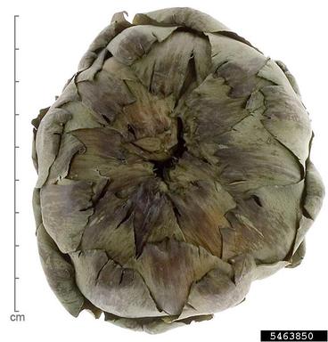 cardoon, Cynara cardunculus  (Asterales: Asteraceae) - 5463850