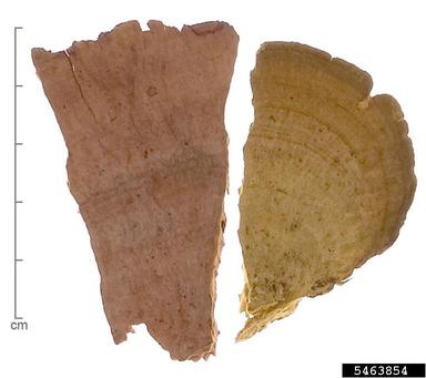 thick-walled maze polypore, Daedalea quercina  (Polyporales: Fomitopsidaceae) - 5463854