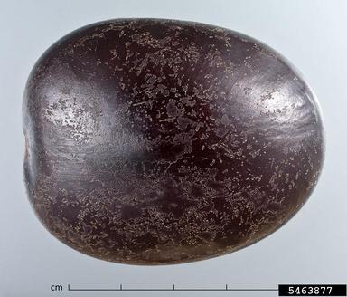 nicker bean, Entada gigas  (Fabales: Fabaceae (Leguminosae)) - 5463877