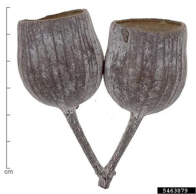 gungurra, Eucalyptus caesia  (Myrtales: Myrtaceae) - 5463879