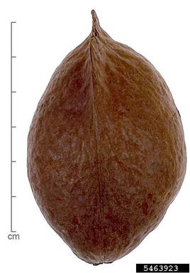 beach tulip-oak, Heritiera littoralis  (Malvales: Malvaceae) - 5463923