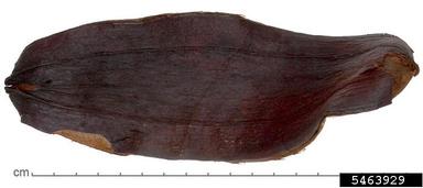 , Himatanthus obovatus  (Gentianales: Apocynaceae) - 5463929