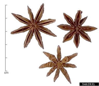 anisetree, Illicium spp.  (Illiciales: Illiciaceae) - 5463931