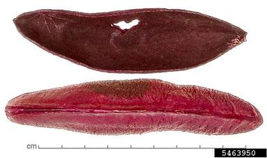 , Kielmeyera marauensis  (Theales: Clusiaceae) - 5463950