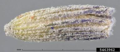 lavandin, Lavandula x intermedia  (Lamiales: Lamiaceae) - 5463962