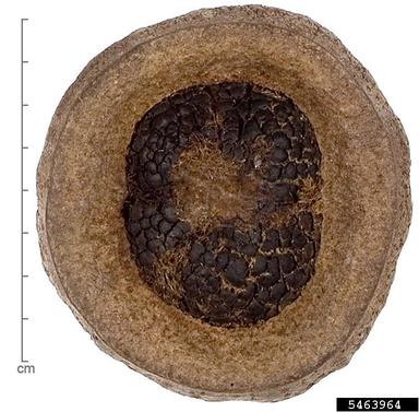 monkey-pot, Lecythis pisonis  (Lecythidales: Lecythidaceae) - 5463964
