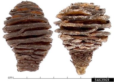, Leucadendron platyspermum  (Proteales: Proteaceae) - 5463969