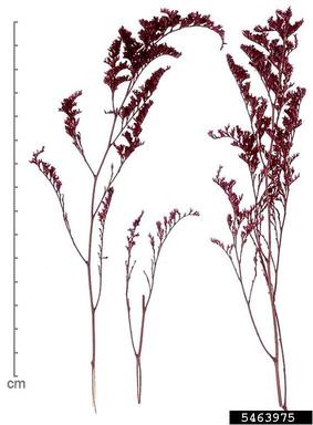 sea lavender, Limonium gerberi  (Plumbaginales: Plumbaginaceae) - 5463975