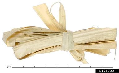 wild date palm, Phoenix sylvestris  (Arecales: Arecaceae) - 5464022