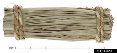 wild date palm, Phoenix sylvestris  (Arecales: Arecaceae) - 5464023