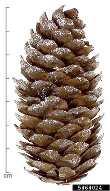 , Picea wilsonii  (Pinales: Pinaceae) - 5464024