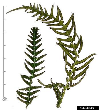 brackenfern, Pteridium aquilinum  (Polypodiales: Dennstaedtiaceae) - 5464047