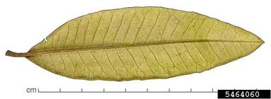 holly oak, Quercus ilex  (Fagales: Fagaceae) - 5464060