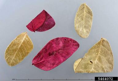 raintree, Samanea saman  (Fabales: Fabaceae (Leguminosae)) - 5464072
