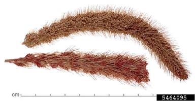 green bristle grass , Setaria italica ssp. viridis (Cyperales: Poaceae) - 5464095