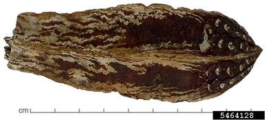 Honduras mahogany, Swietenia macrophylla  (Sapindales: Meliaceae) - 5464128