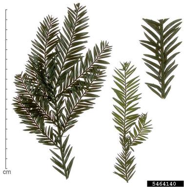 yew, Taxus spp.  (Taxales: Taxaceae) - 5464140