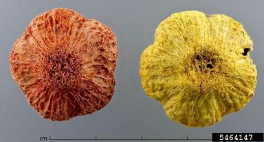 portia tree, Thespesia populnea  (Malvales: Malvaceae) - 5464147
